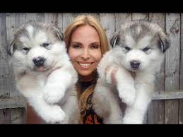 Mountain ridge giant alaskan malamute breeder. Giant Alaskan Malamute Puppies Youtube