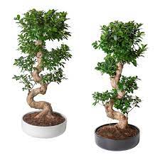 Ficus Microcarpa Ginseng Pflanze Mit Ubertopf Bonsai Versch Farben Alle Information Zum Produkt Erhalten Ikea Osterreich In 2020 Pflanzen Chinesische Feige Ficus