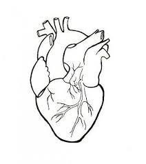 Human Heart Embroidery Anatomical Line Art Simple Embroidery Etsy Human Heart Drawing Heart Drawing Simple Embroidery