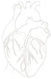 Human Heart Tattoo By Metacharis On Deviantart Anatomical Heart Art Human Heart Tattoo Heart Drawing