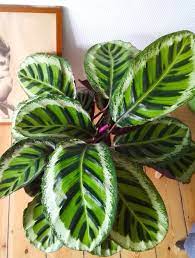 Pin On Flowers Everywhere