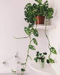 Monstera Monkey Mask Houseplants Monsteramonkeymask Monstera Philodendron Indoor Flowering Plants Small Indoor Plants Hanging Plants Indoor