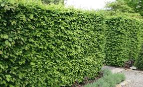 Sichtschutz Die 12 Besten Heckenpflanzen Garten Hecken Heckenpflanzen Bepflanzung