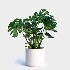 Monstera Deliciosa 10 Bathroom Plants Monstera Deliciosa Making Plant Pots