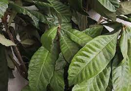 痛みが取れて好転した枇杷葉温圧療法 スタイリッシュな民間療法 枇杷葉療法 とは