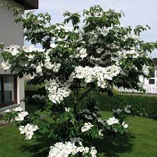 Hartriegel Cornus Venus Gunstig Online Kaufen Mein Schoner Garten Straucher Garten Bepflanzung Kubelpflanzen