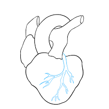 How To Draw A Human Heart Really Easy Drawing Tutorial Drawings Easy Drawings Heart Drawing