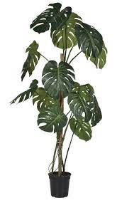 Tall Monstera Plant Philodendron Plant Large Indoor Plants Cheese Plant