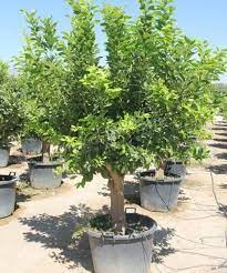 Zitronenbaum Zitronen Baum Zitronenbaum Pflanzen