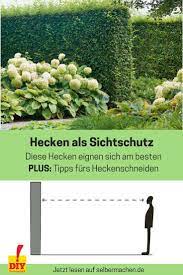 Hecken Als Sichtschutz So Geht 39 S Alles Was Sie Uber Auswahl Pflege Und H Serge Mmmmmmm Hedging Plants Hedges Evergreen Hedge
