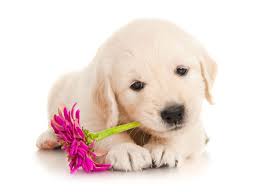 If you are looking for a wonderful, loving puppy to add to your family this english cream golden retriever is sure to please! 1 Golden Retriever Puppies For Sale In Detroit Mi