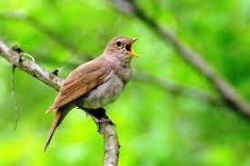 Burung ini satu kerabat dengan burung biasanya suara burung blackthroat jantan akan bervariasi saat ngerol daripada yang betina. Download Suara Burung Flamboyan Gacor Isian Mp3 Harga