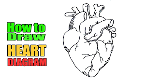 How To Draw Heart Diagram Easily Easy Way To Draw Human Heart Heart Heart Drawing Heart Diagram Heart Pencil Drawing