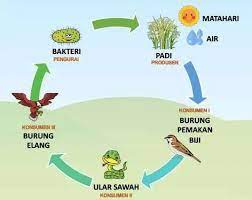 Ekosistem Sawah Pengertian Ciri Ciri Dan Rantai Makanan