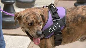 Think you've found the perfect forever friend? Gus The Dog Continues Mission At Adoption Event Abc13 Houston