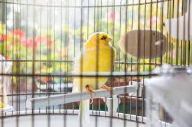 (di respiro) faticoso, difficile, agitato, affannato, ansimante, ansante, asmatico. Il Canarino Si Gonfia Che Significa E Come Intervenire