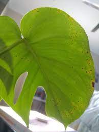 Is This Rust Fungus On My Monstera And What Can I Do To Help Healthy Living Lifestyle Healthy Lifestyle Health Planning