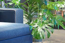 Monstera How To Care For The Trendiest Plant Of 2019 Salisbury Greenhouse