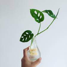 Pin En Monstera