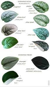 Scindapsus Pictus Types Inside Plants House Plants Philodendron Plant