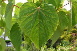 大きな葉っぱの木 庭木図鑑 植木ペディア