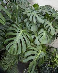 Monstera Trendige Blattschonheit Pflanzen Hangende Sukkulenten Garten
