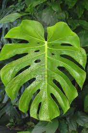 Large Monstera Deliciosa Leaf In Front Of Smaller Leaves In A Monstera Deliciosa Monstera Plant Leaves