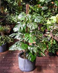 Variegated Monstera Plants Perfect Plants Large Plants