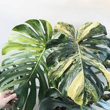 Plants Design Together On Instagram I Love The Way Monstera Deliciosa Aurea Variegata Leaves Start Off With Green Va Monstera Deliciosa Plants Shade Plants