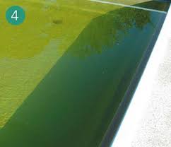 Grunes Braunes Wasser