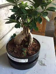 How Do I Take Care Of Bonsai Ficus Microcarpa Ginseng Quora Piante Bonsai Piante Bonsai