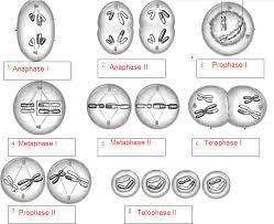 Meiosis Name The Phases Key Mitosis Meiosis Meiosis Mitosis