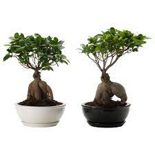 Ikea Us Furniture And Home Furnishings Ficus Microcarpa Ginseng Plant Ficus