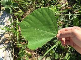 クズ 雑草としてはクズでは無く最強レベルの猛者であるから服装は完璧にして除草しよう 2015 9 16 洋風イングリッシュガーデン お庭リフォームは柴垣グリーンテック