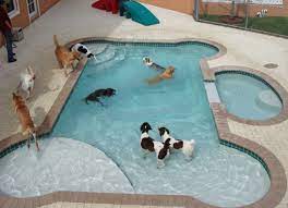 Swimming Pools Poolside Somewhere Dog Pool Dog Swimming Pools Dog Swimming