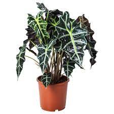 Alocasia Amazonica Elephant Ear Potted Plant Ikea Planta Alocasia Orelhas De Elefante Plantas Em Vaso
