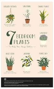 Air Purifying Plants For Bedroom Best Plants For Air Quality Air Purifying Plants For Bedroom Best Plants For Bedroom Plant Decor Indoor Bedroom Plants