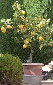 Zitronenbaum Schneiden Einfache Anleitung Zitronen Baum Zitronenbaum Zitronenpflanze