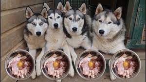 Best food for huskies : What My 4 Huskies Eat For Breakfast Raw Food Diet Life With 4 Huskies Vlog Youtube