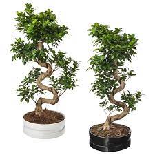 Ikea Ficus Microcarpa Ginseng Pflanze Mit Ubertopf Pflanzen Chinesische Feige Ficus