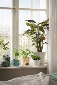 Chiafron Ubertopf Weiss Informiere Dich Hier Ikea Deutschland Schlafzimmer Pflanzen Wohnzimmer Pflanzen Zimmerpflanzen Ideen