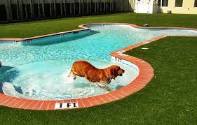 Summery Swimming Pools With The Most Unusual Shapes Dog Pool Dog Swimming Pools Dog Swimming