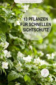 Schnell Wachsende Pflanzen Als Sichtschutz Wachsenden Pflanzen Schnell Wachsende Pflanzen Straucher Garten