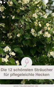 Die Besten Pflanzen Fur Eine Pflegeleichte Hecke Straucher Garten Pflanzen Hecke Pflanzen