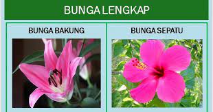 Wow 30 Gambar Bunga Sempurna Dan Bagian Bagiannya