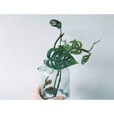 P R O P I G A T E Monstera Obliqua Cuttings About To Strike Roots Propagating Plants Water Plants Monstera