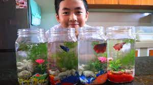 In the wild siamese fighter fish live in the mekong basin in south east asia, they reside in standing water of canals, rice paddies and flood plains. How To Make Home Made Mini Diy Betta Tank Youtube
