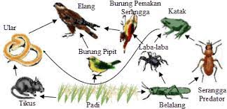 Penelitian Sederhana Ekosistem Sawah