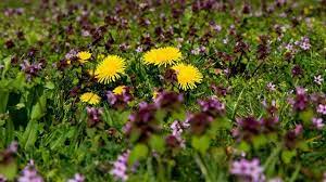 Insektenschutz Im Heimischen Garten Ist Ganz Einfach Garten Heimisch Pflanzen