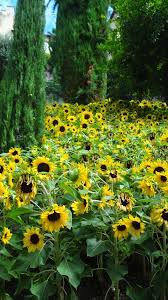 Garten Von Schloss Trauttmansdorff Ein Besuch Der Sich Lohnt Schone Anlage Botanischer Garten Garten